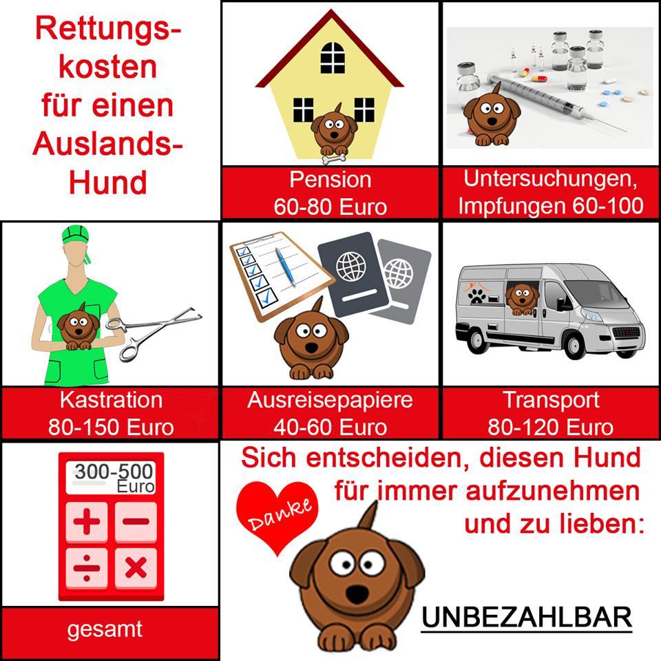 Kosten Auslandshund